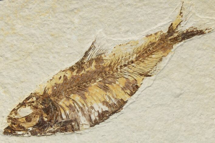 Detailed Fossil Fish (Knightia) - Wyoming #186445